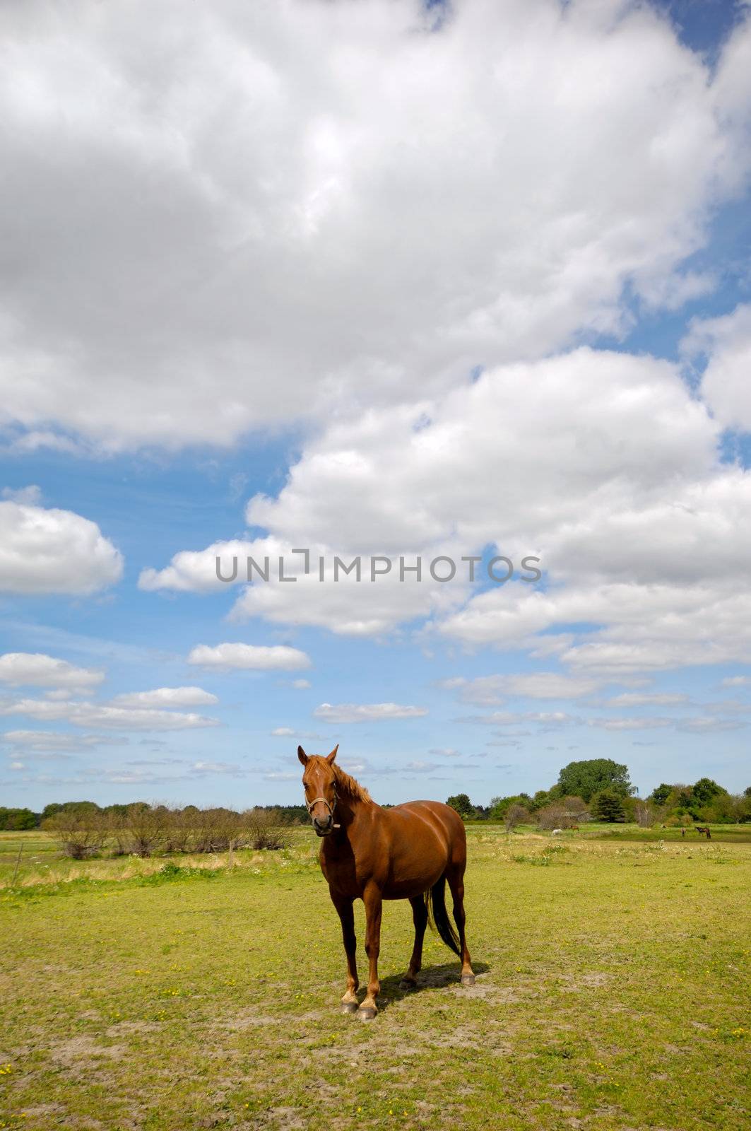 Horse on green feild with blue and cloudy sky in the background.