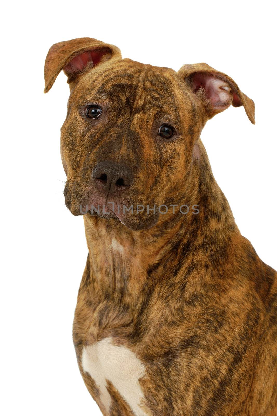 Staffordshire terrier dog by cfoto