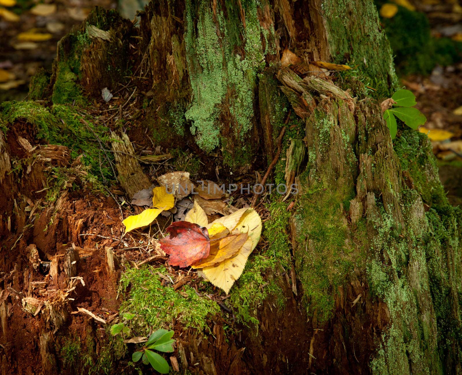 Red and yellow leaves on old moss colored tree stump in fall