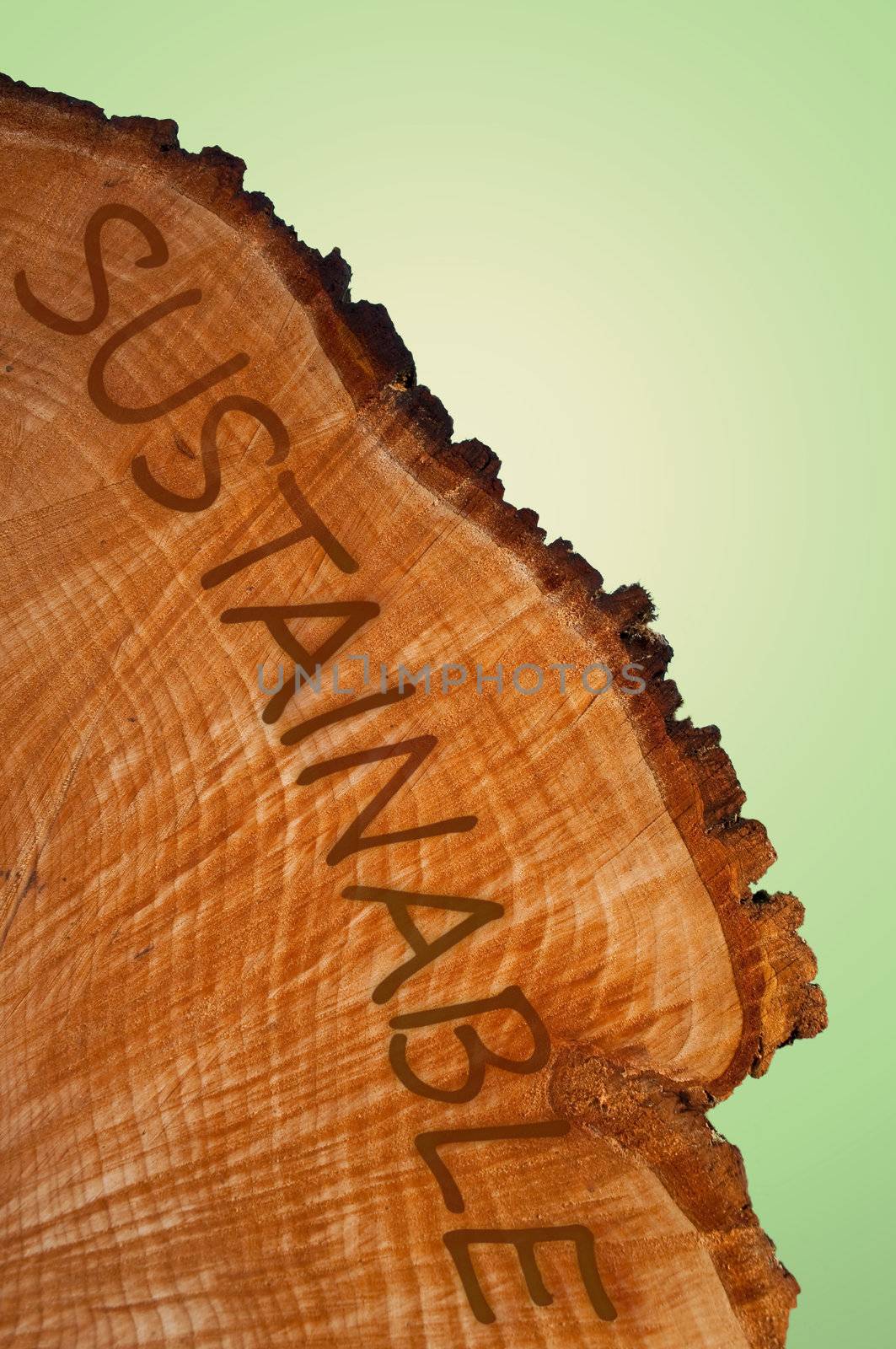 Cross section of tree trunk with word 'sustainable' . Pale green background.