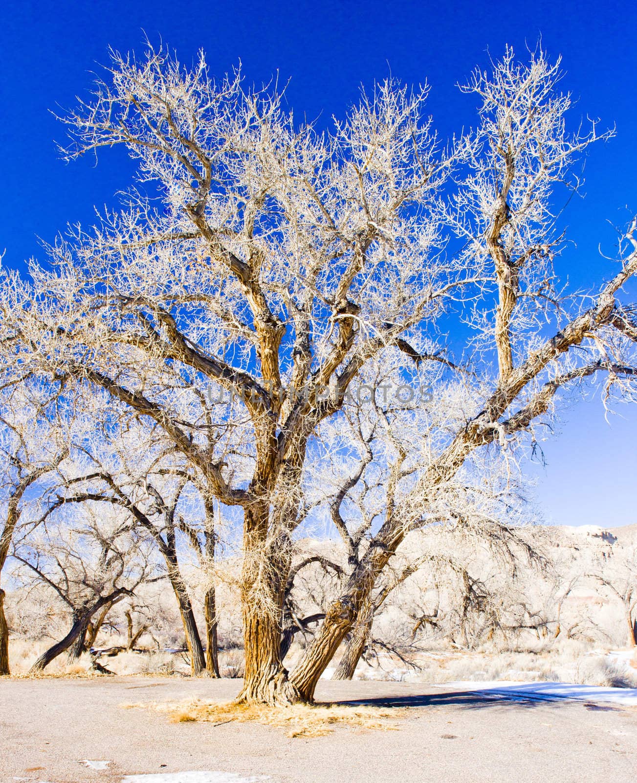 winter trees, Utah, USA