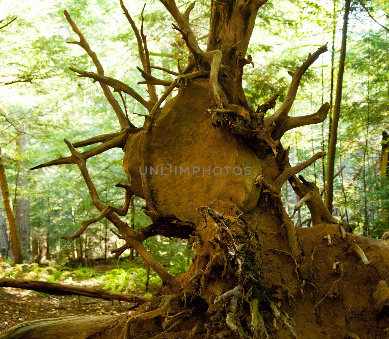 Large rock trapped in uprooted roots of large tree felled by a storm