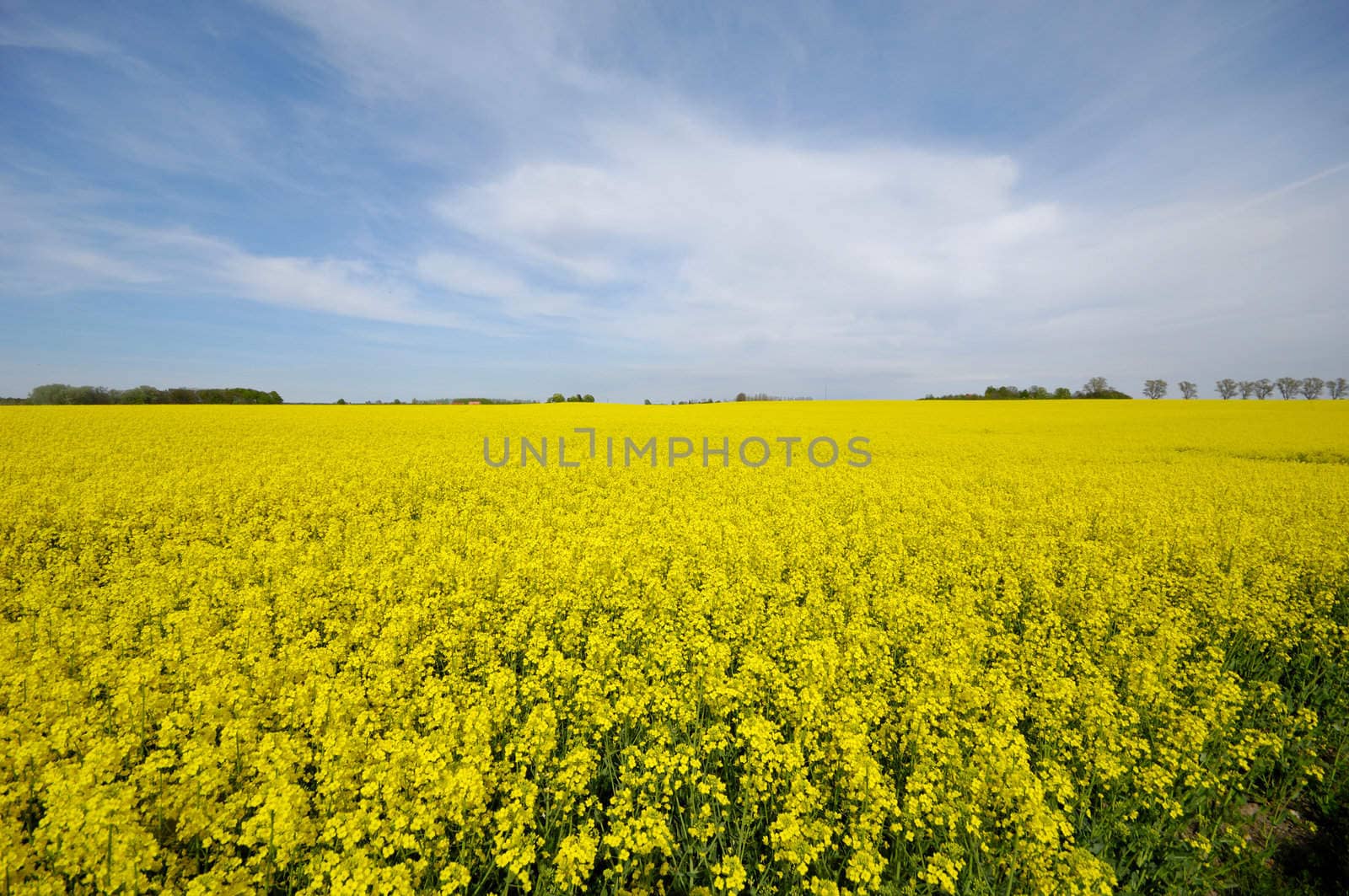 Rape field and a blue and cloudy sky.