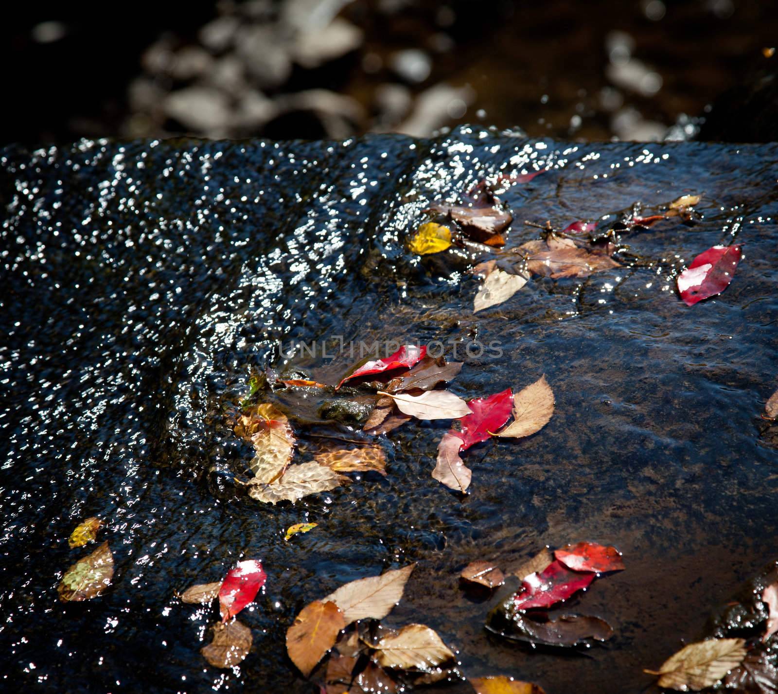 Fallen leaves in fall in river by edge of waterfall