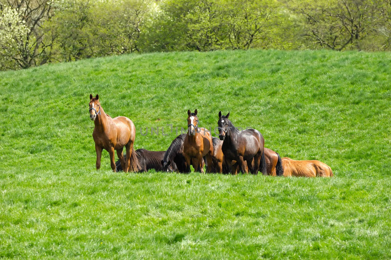 Many horses on a green field.