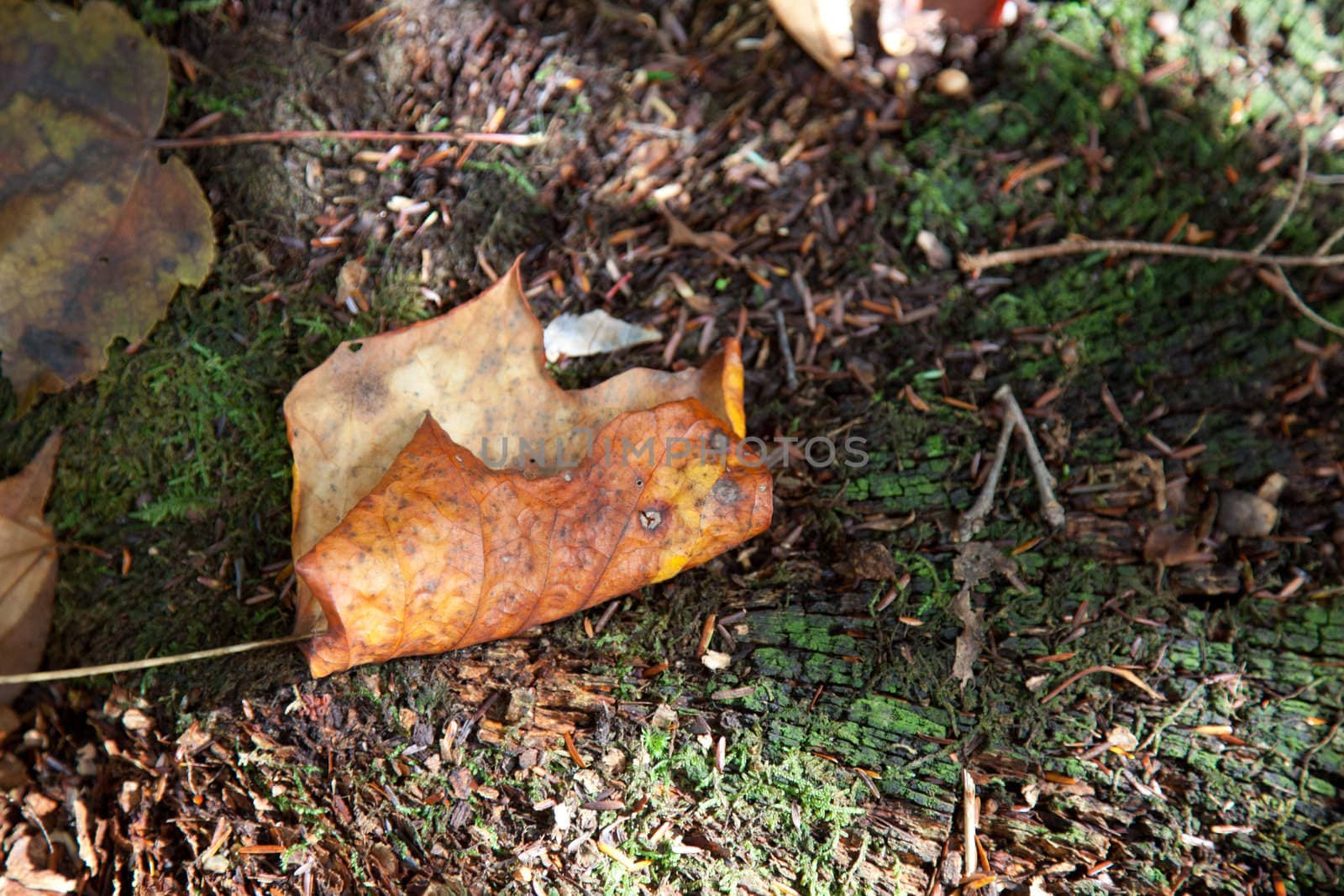 Single brown leaf on old moss colored tree stump in fall
