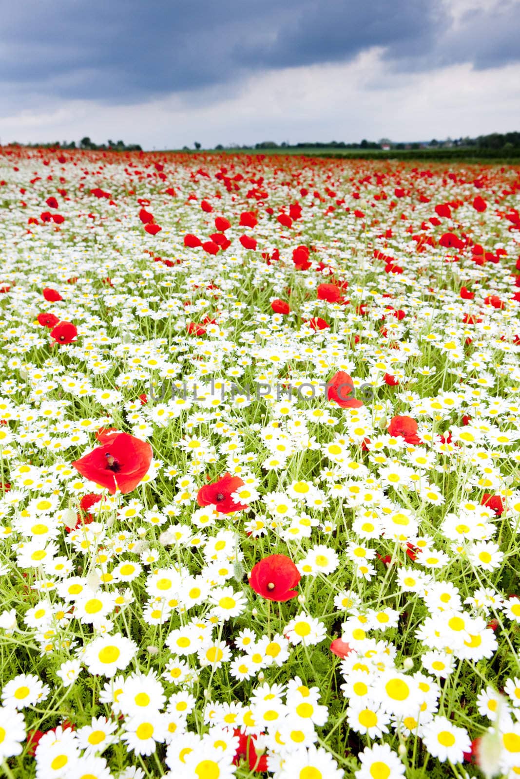 summer meadow in blossom