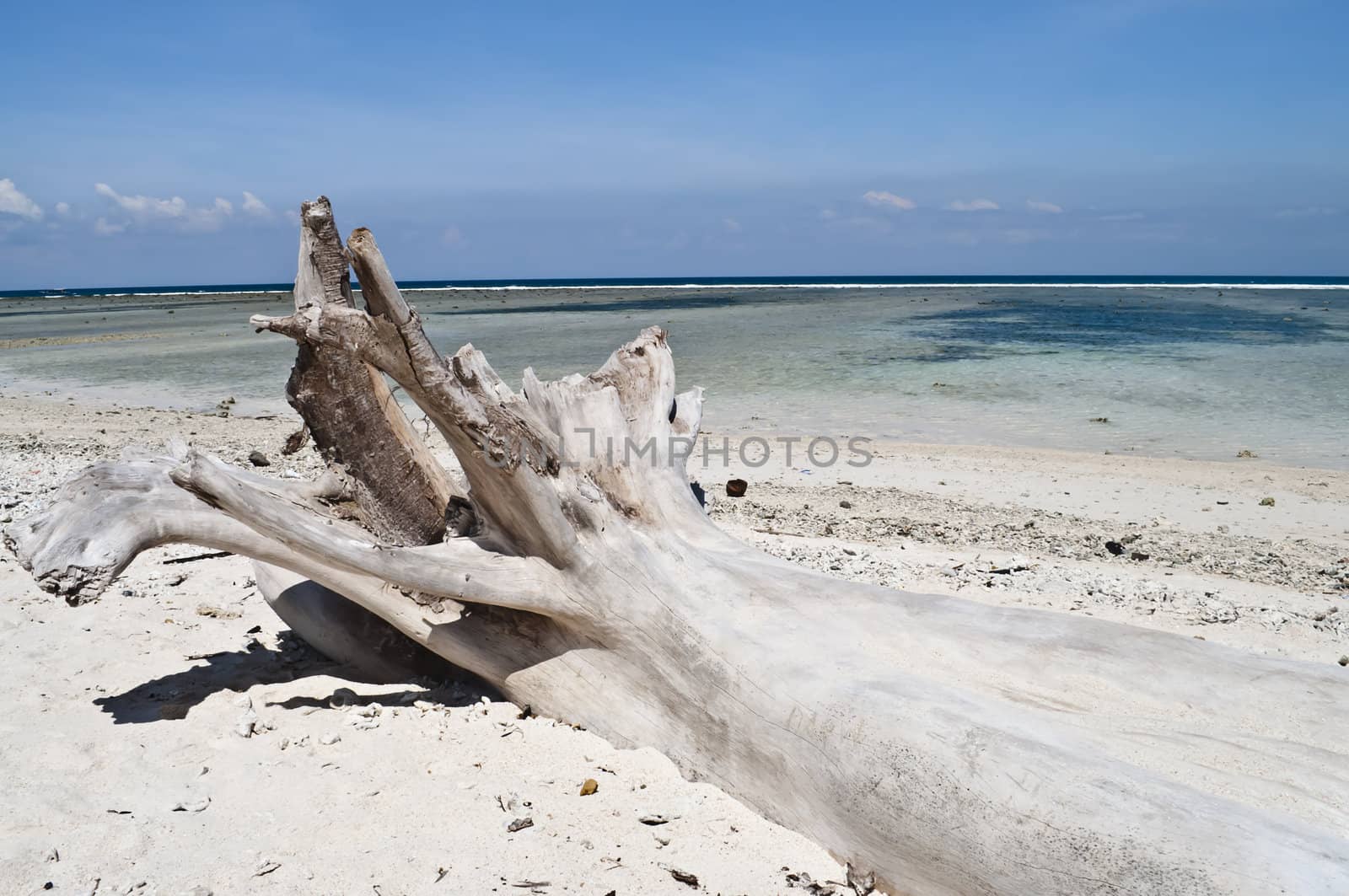 Dead white tree in a tropical paradise beach