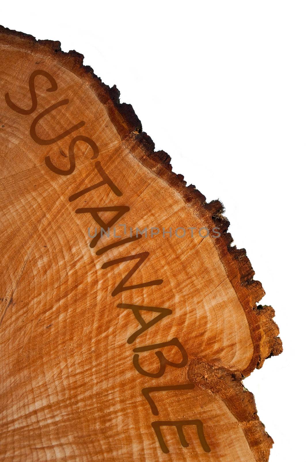 Cross section of tree trunk with word 'sustainable' . White background.