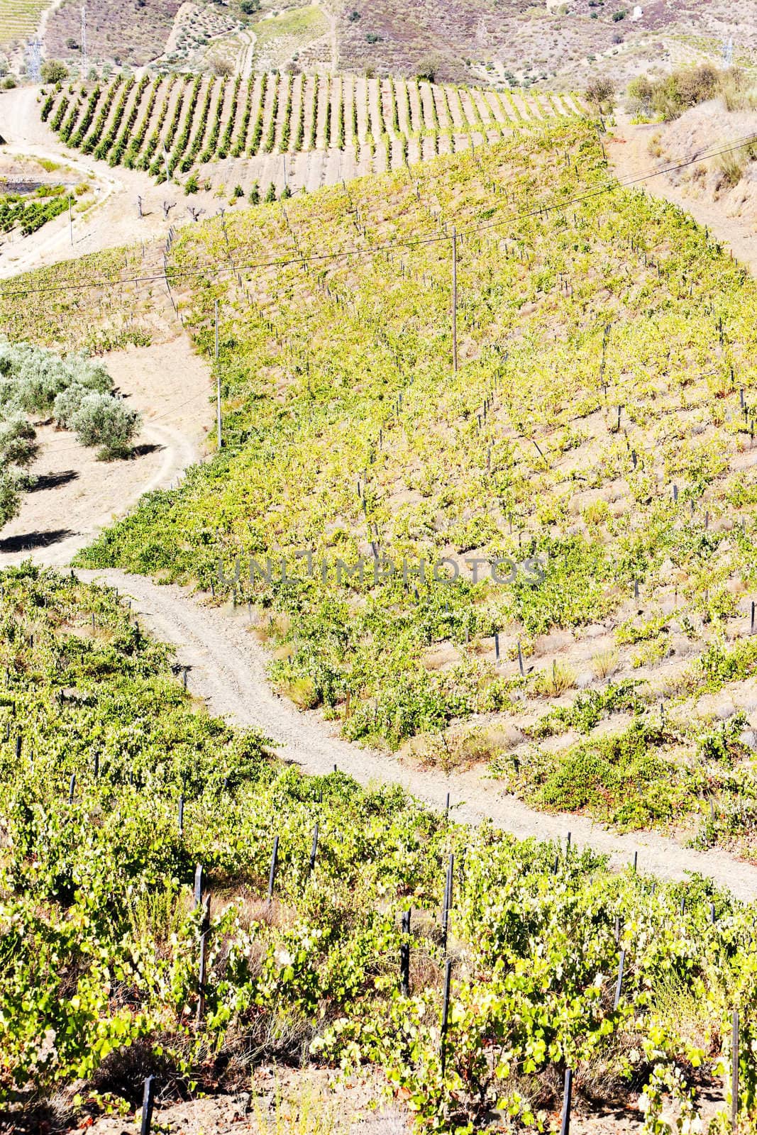vineyars in Douro Valley, Portugal