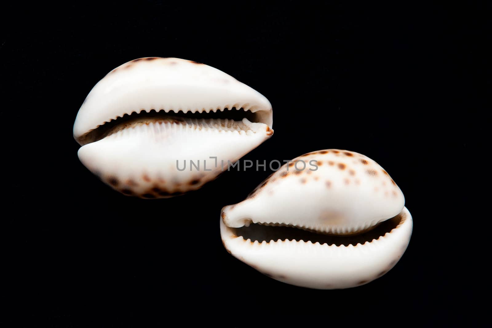 Shells by Yaurinko