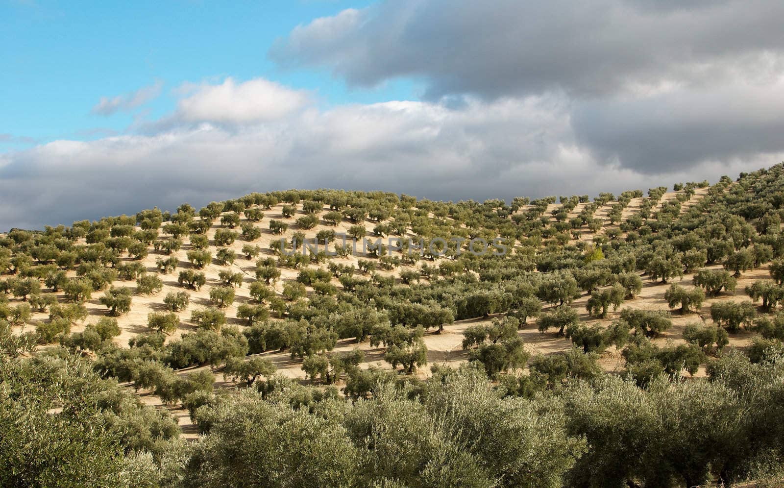 Olive plantation by hemeroskopion