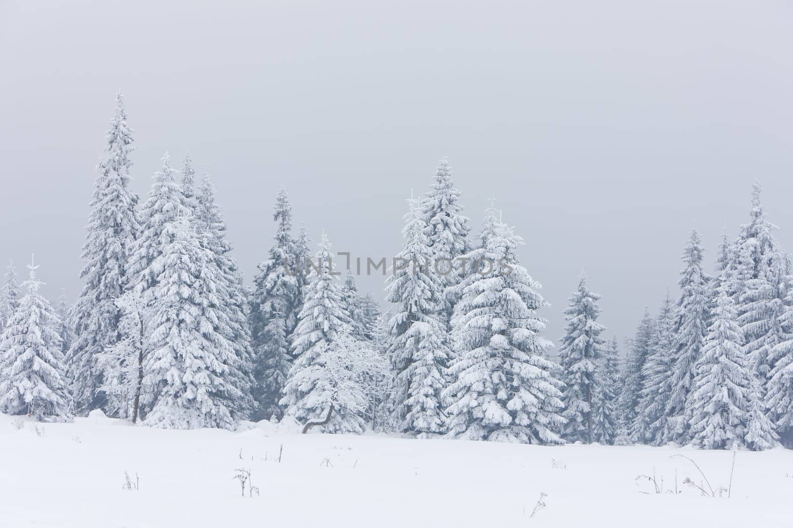 winter forest, Czech Republic