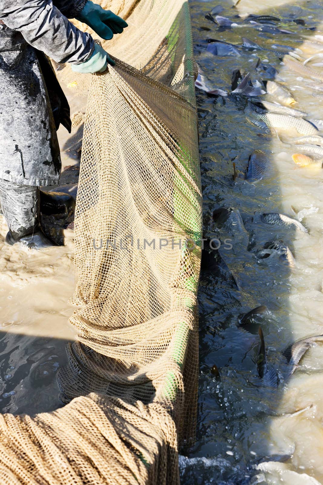 harvesting pond