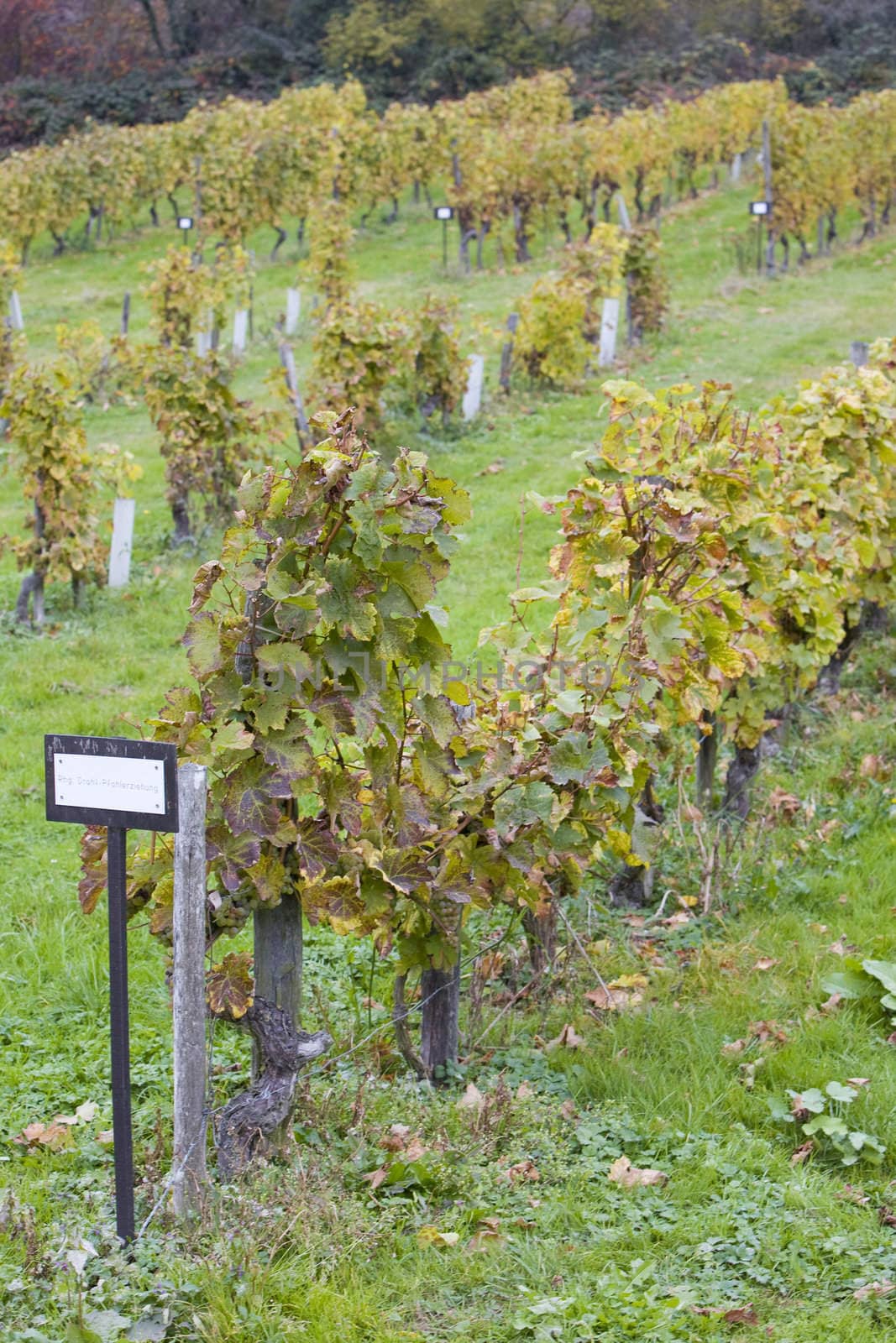Rhg. Draht - Pfahlerziehung, Eberbach, Hessen, Germany