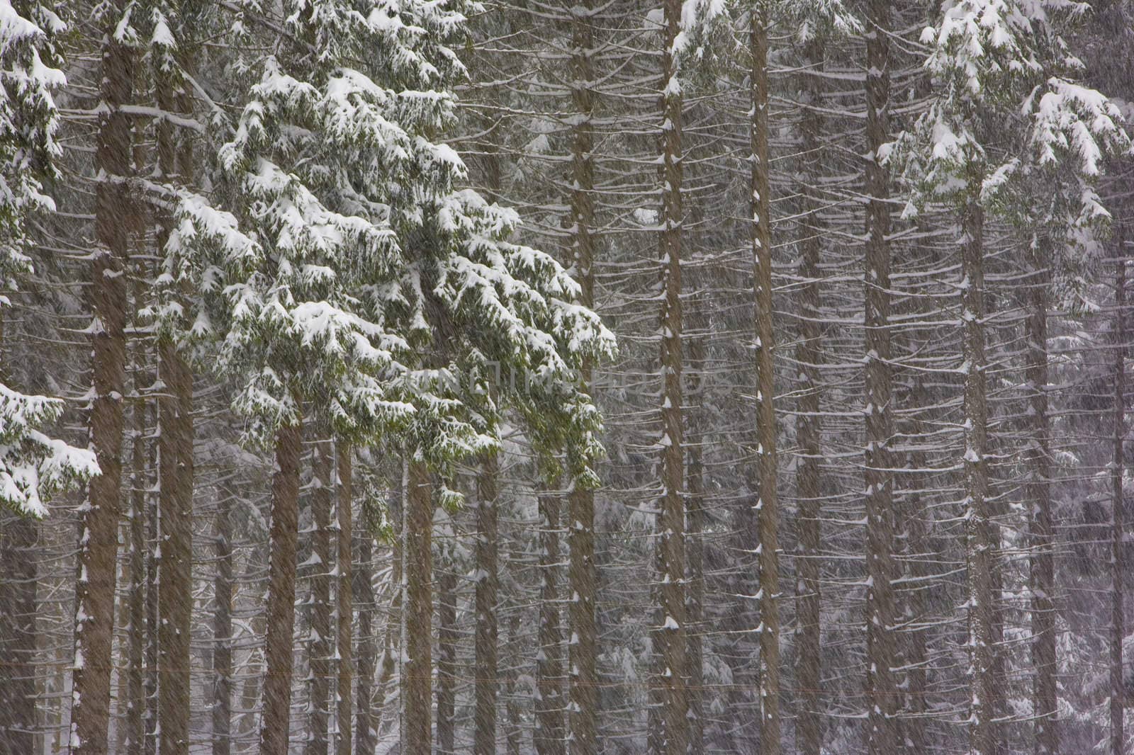 winter forest