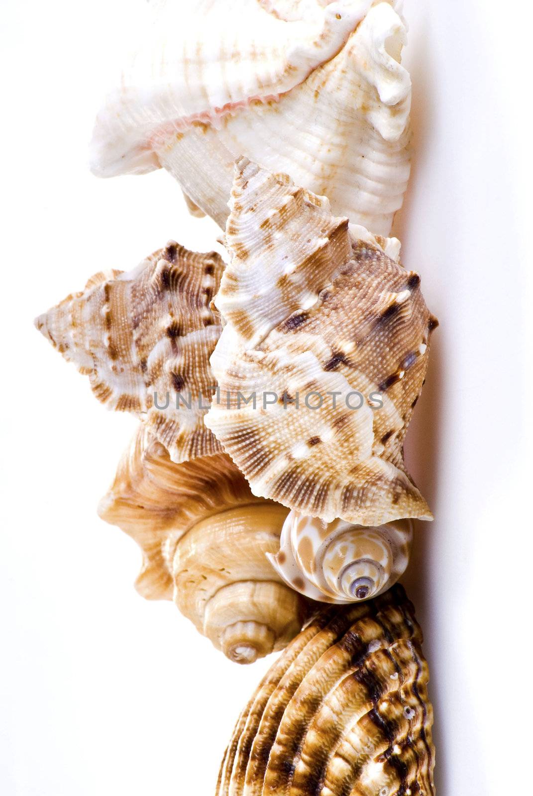 Sea shells over white background - isolated