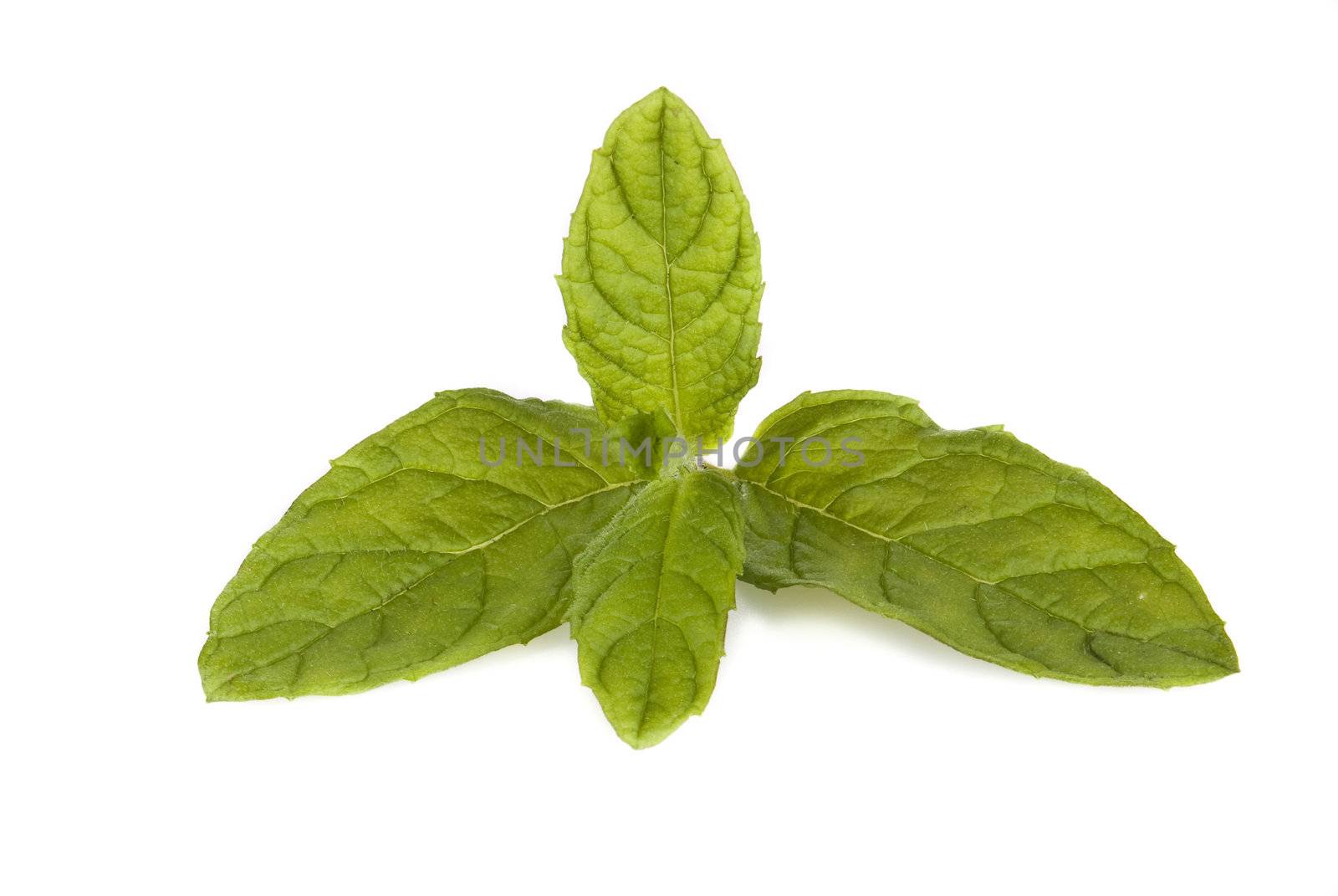 Fresh mint branch isolated over white background