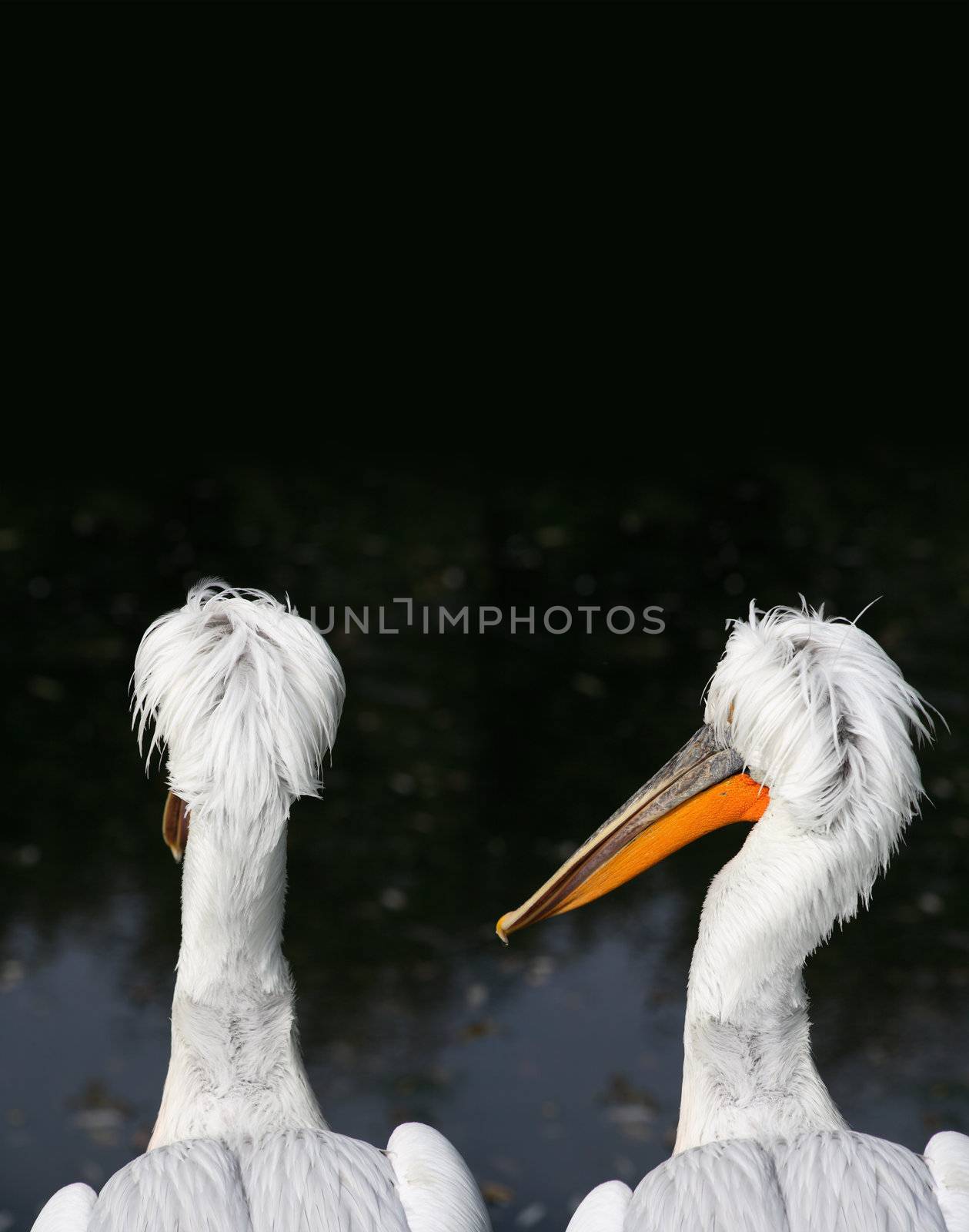 Friendship concept. Portrait of two wet pelicans on dark background