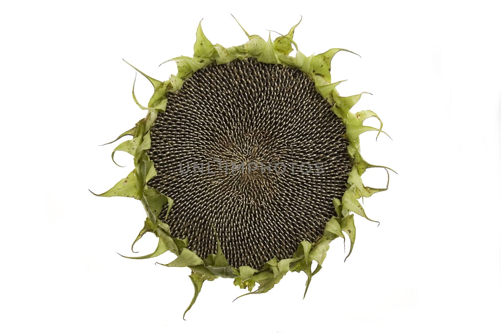 Sunflower with seeds isolated on white background