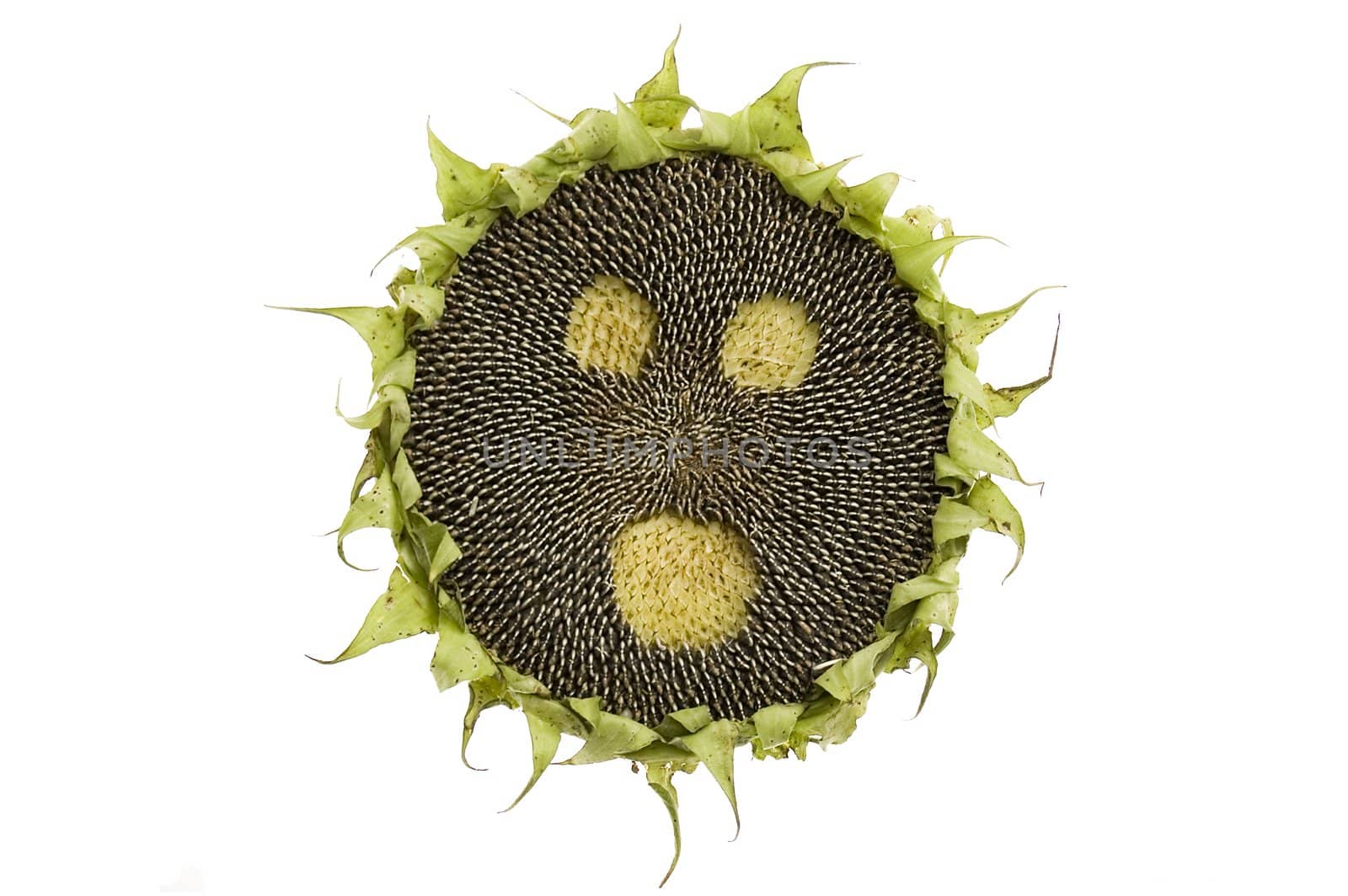 startled sunflower with seeds isolated on white background