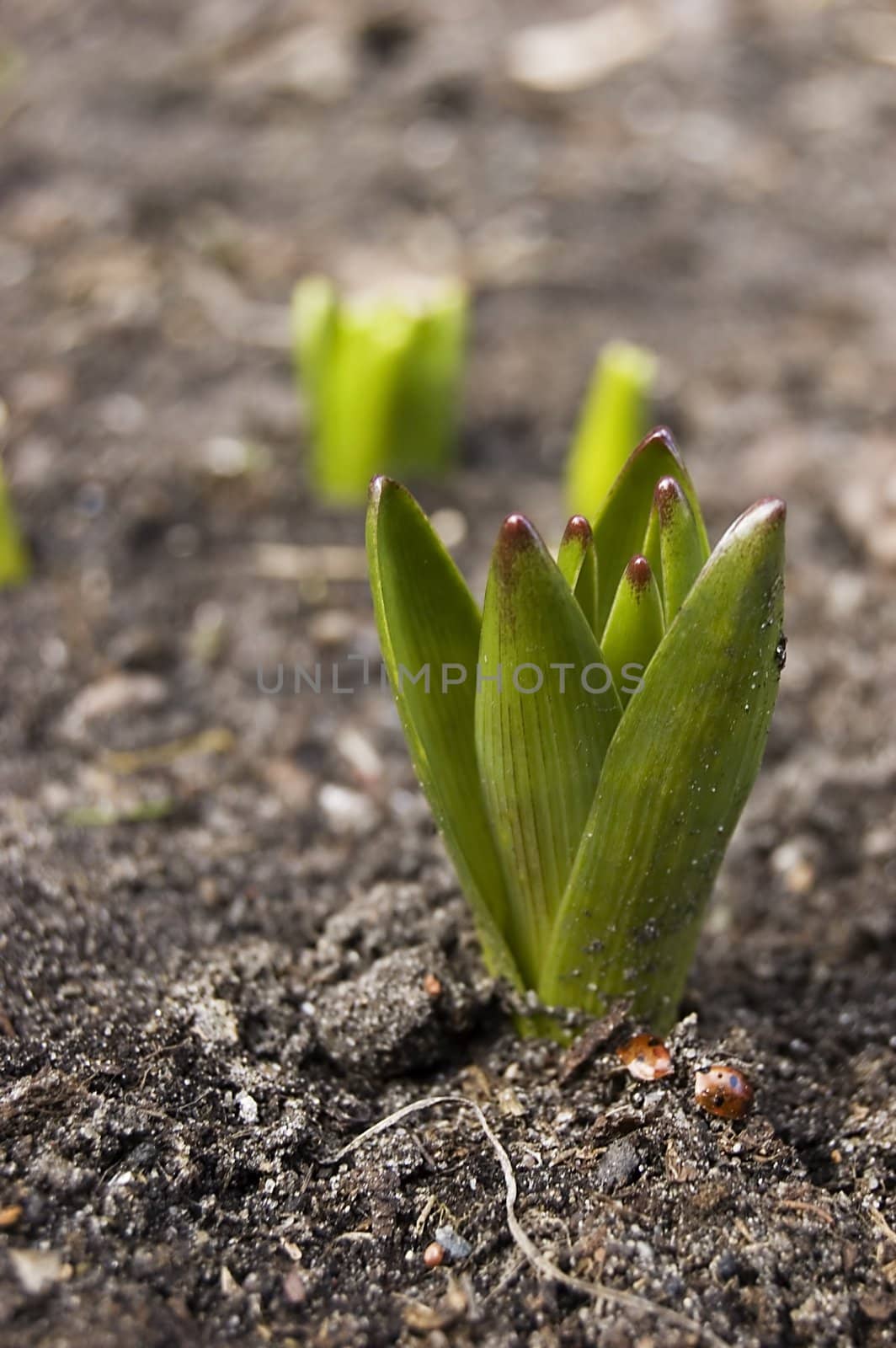 First flower this spring by johnnychaos