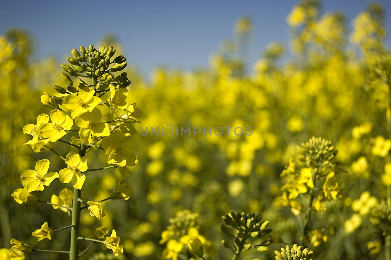 canola field by johnnychaos