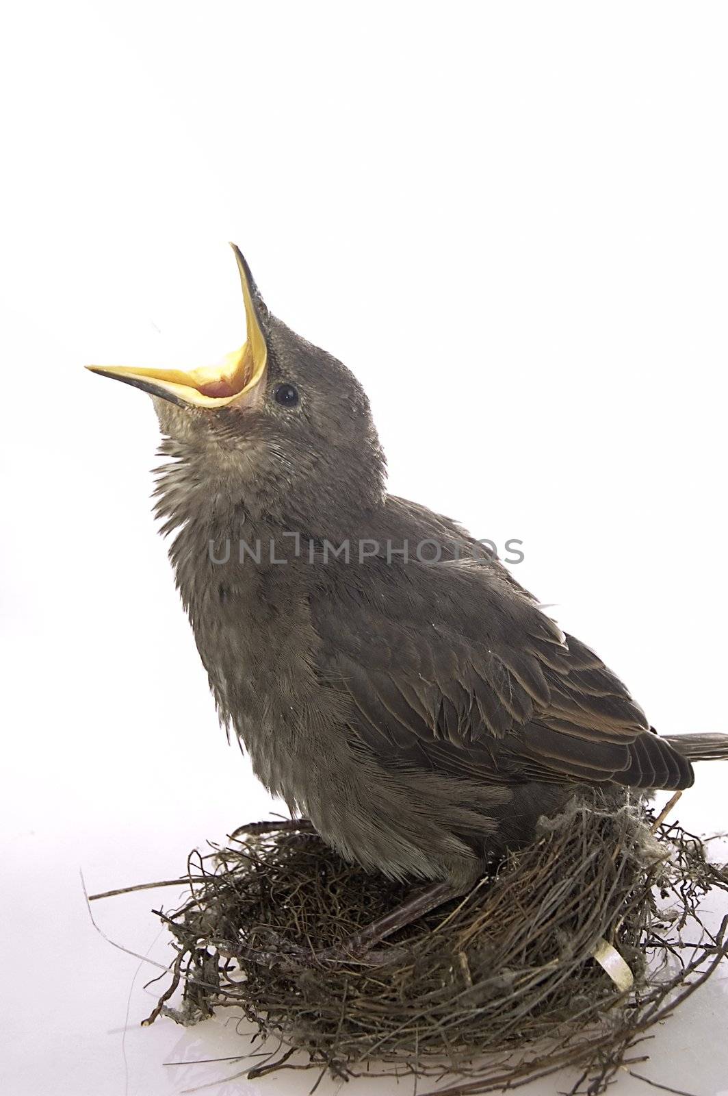 This little starling fell out the nest.