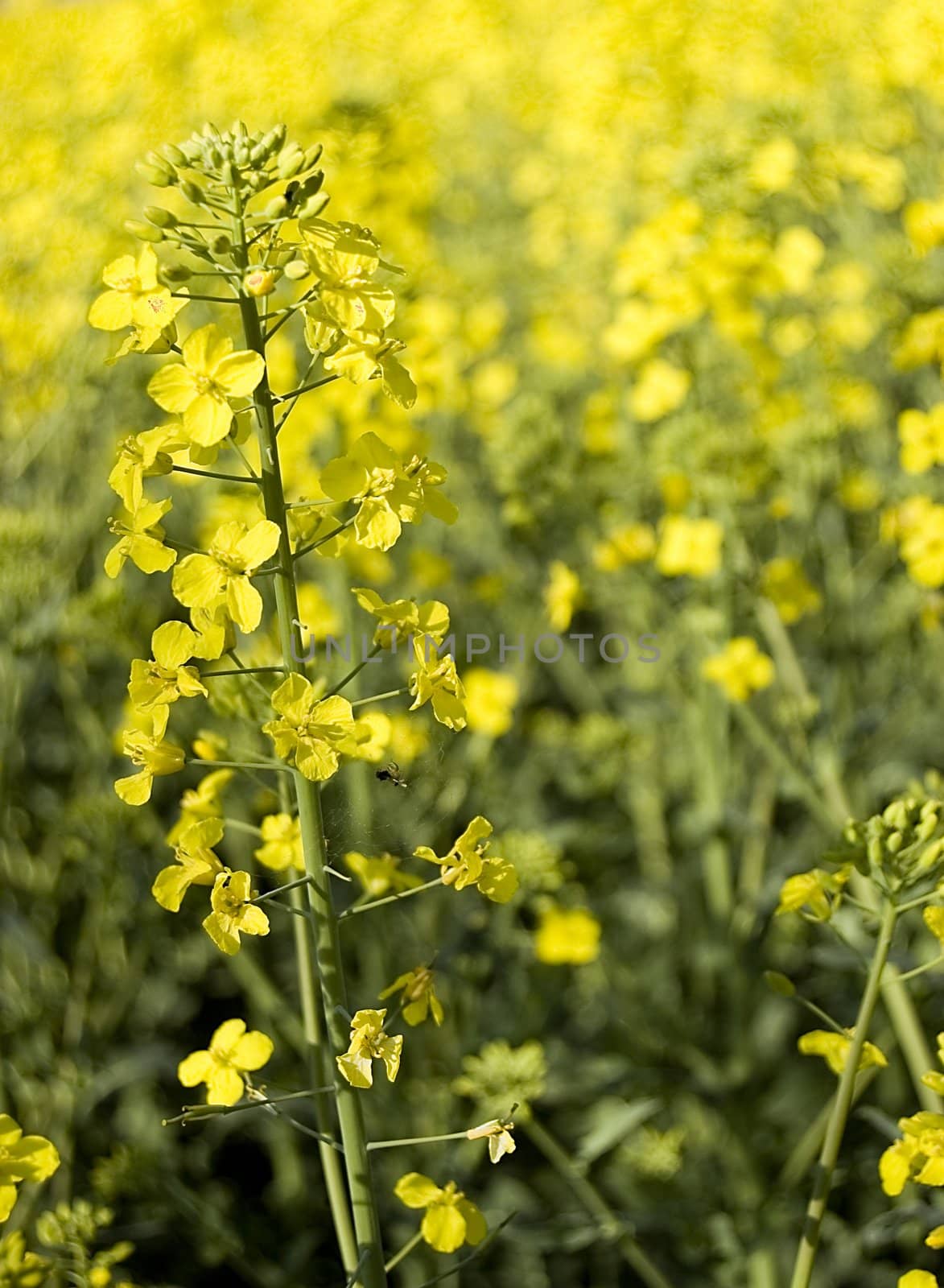 Yellow canola field. Spring photo.