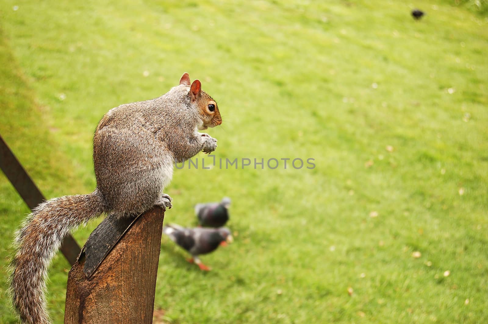 squirrel in Hyde Park, London