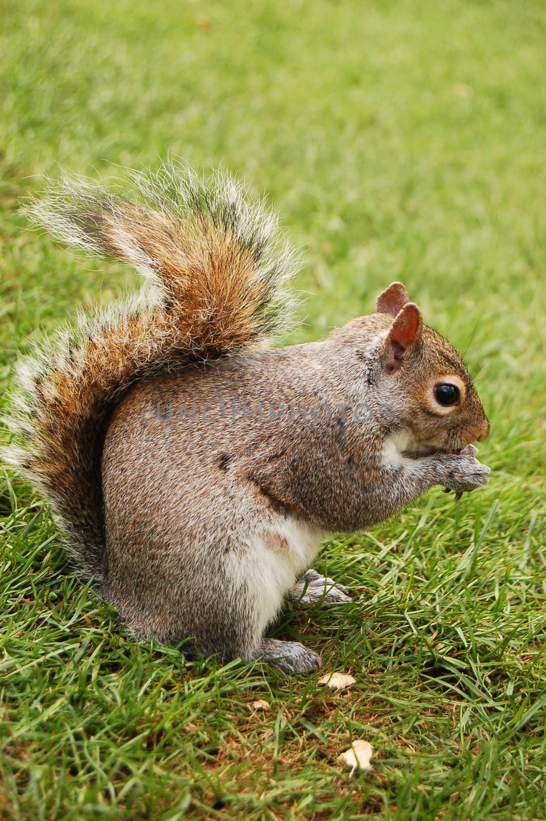 squirrel in Hyde Park, London