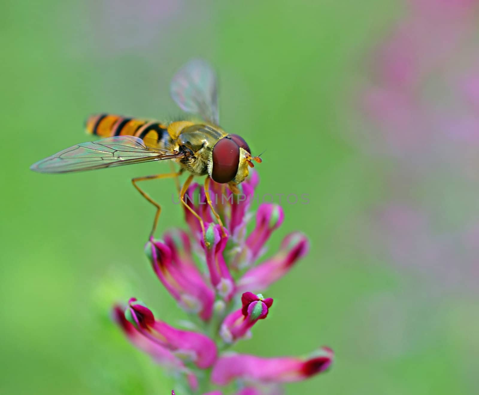Hoverfly positioned on flower for finding food by baggiovara