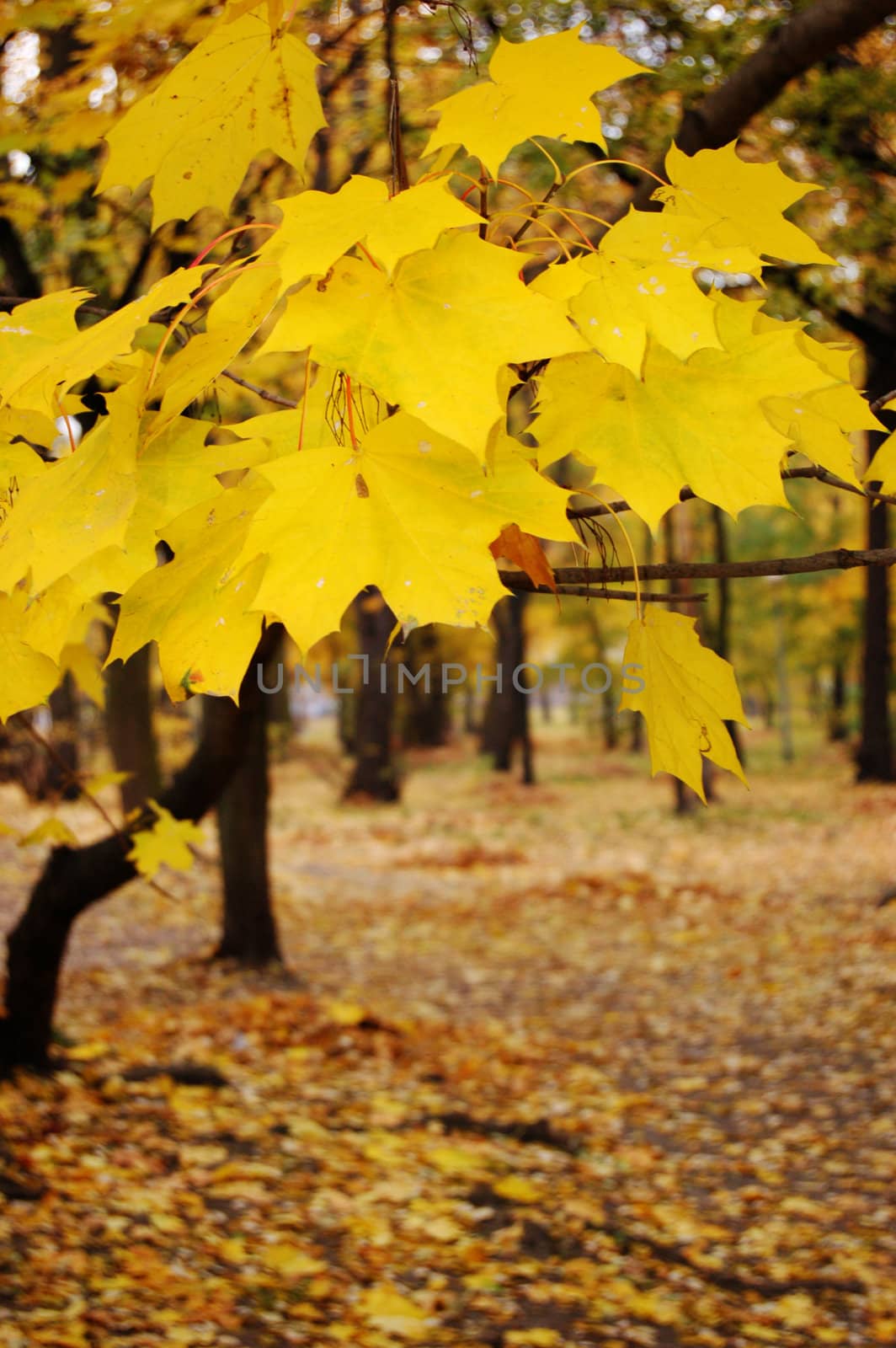 Polish golden autumn