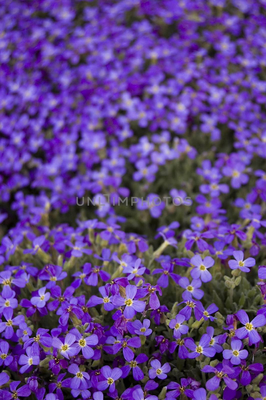 Many violet flowers. Focus on first row.