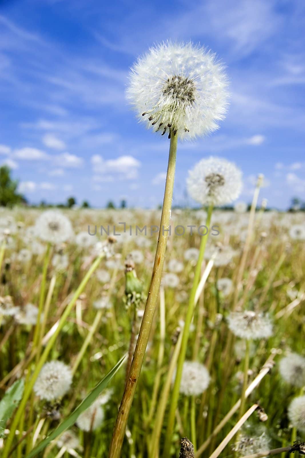 Dandelion field over blue sky by johnnychaos