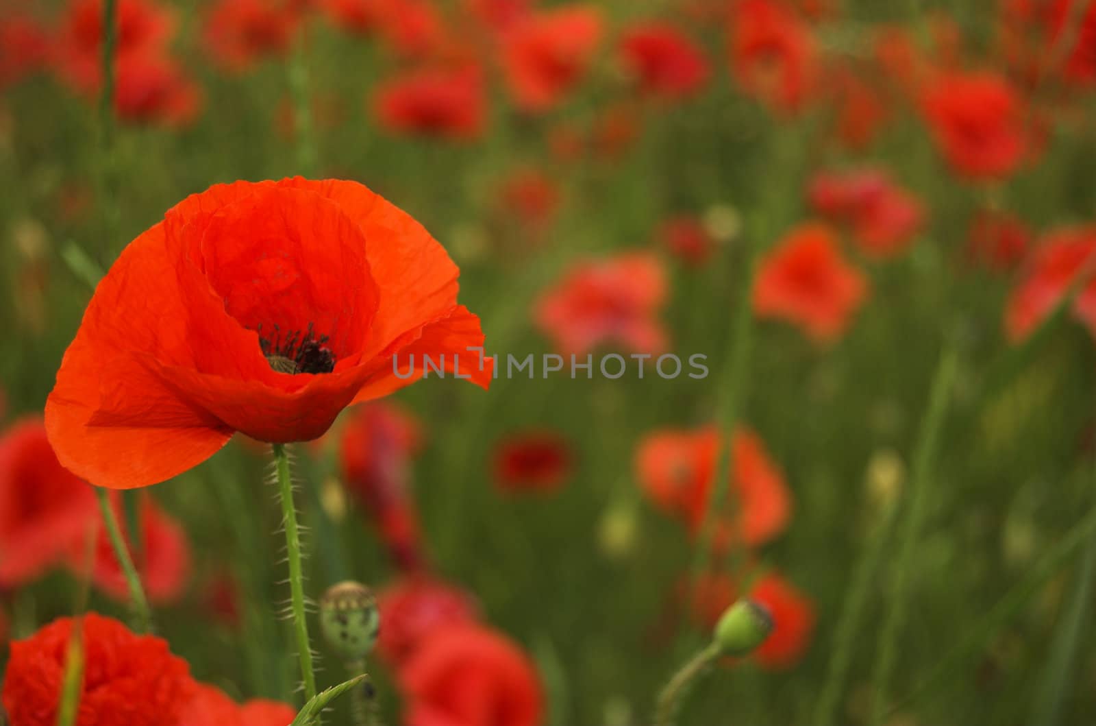 Many red poopy flowers on field