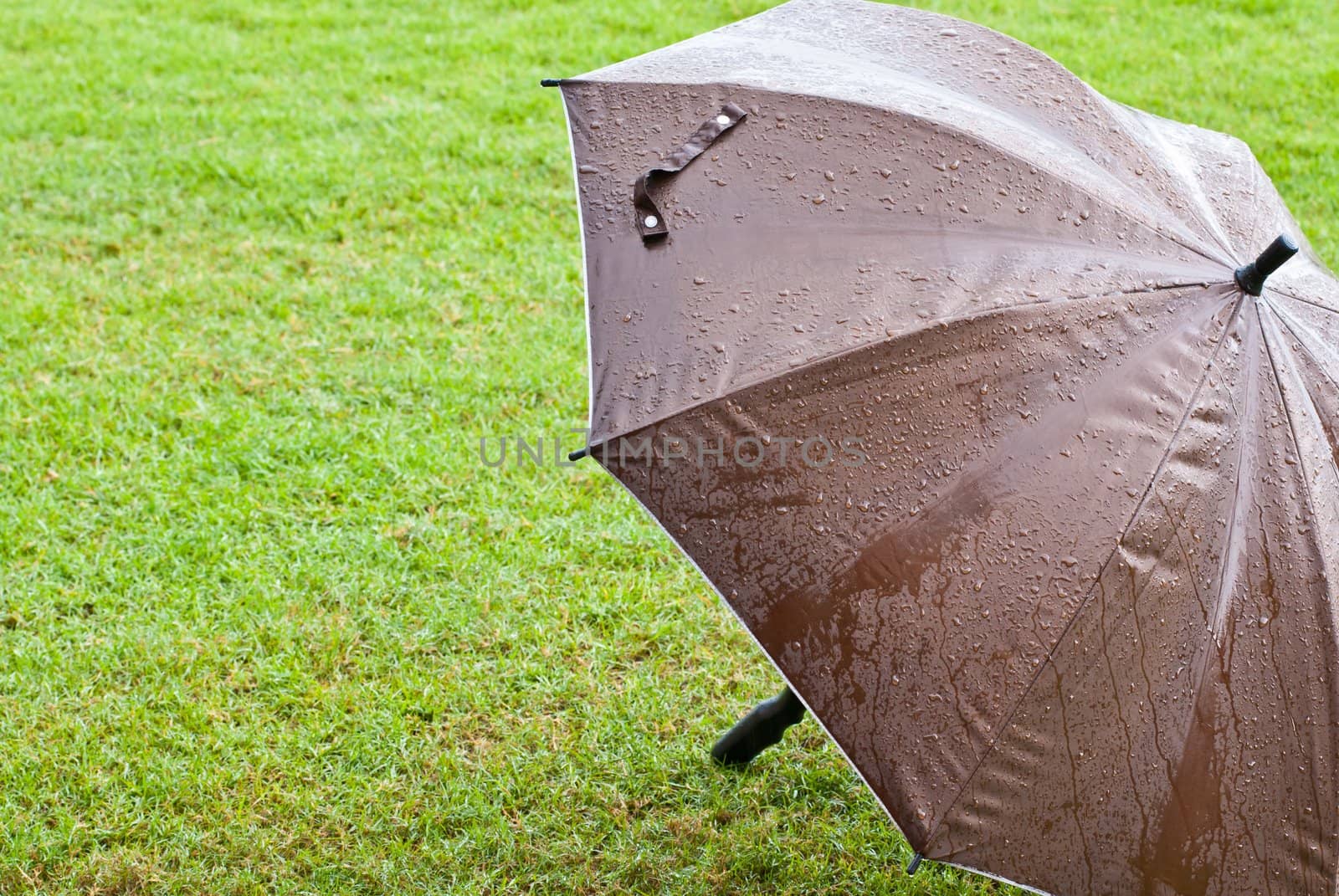 Brown umbrella on green grass during a rainy season

