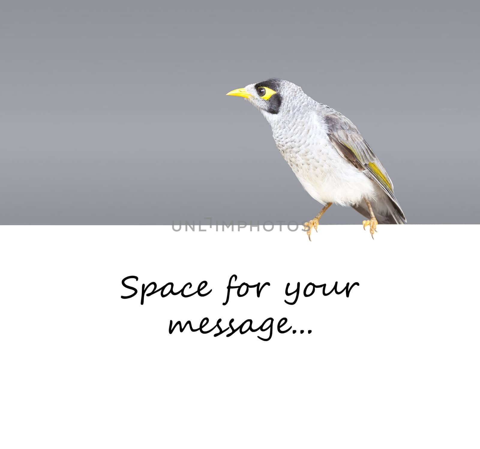 A nice bird in Sydney Australia with space for your text