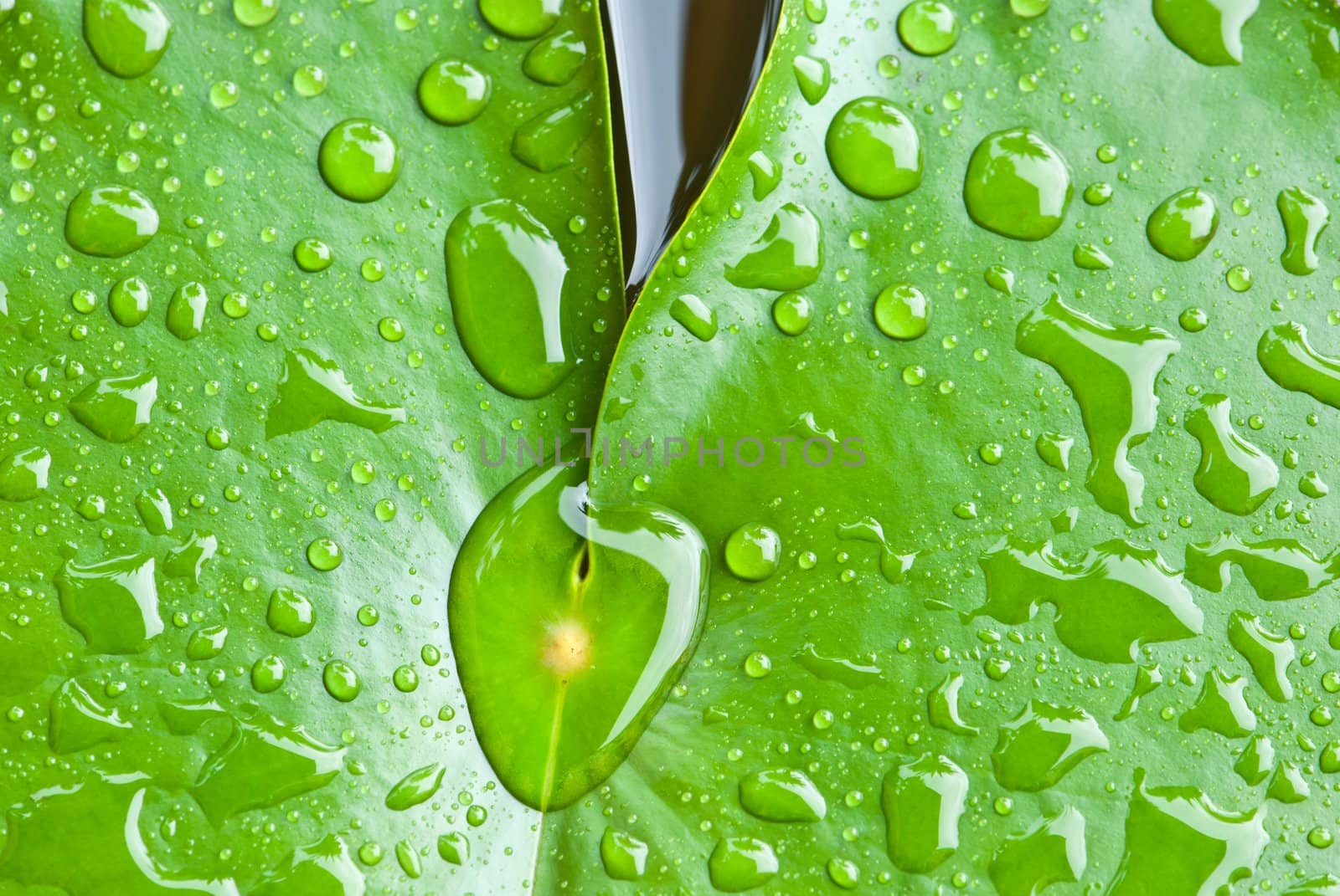 close up of rain drop on lotus leaf
