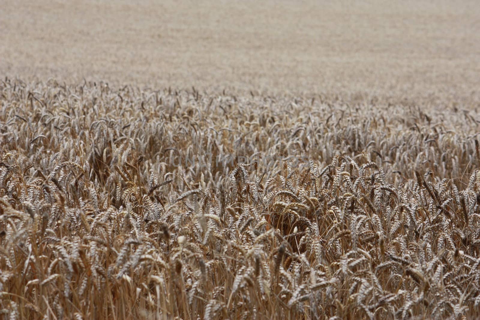 Field of crops