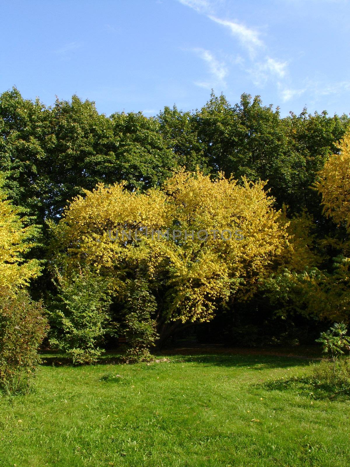 Golden autumn landscape with yellow trees