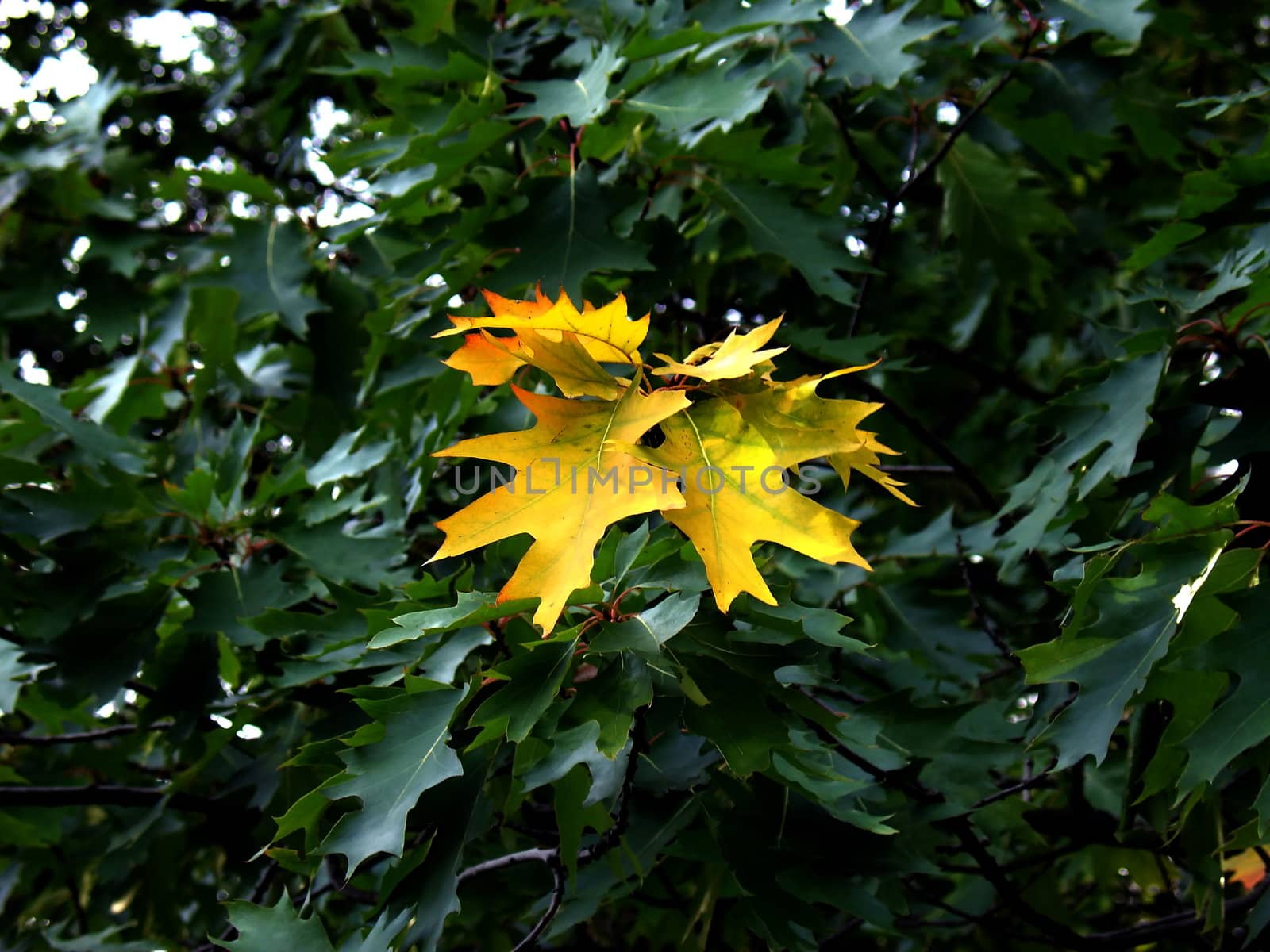 First yellow autumn leaves by tomatto