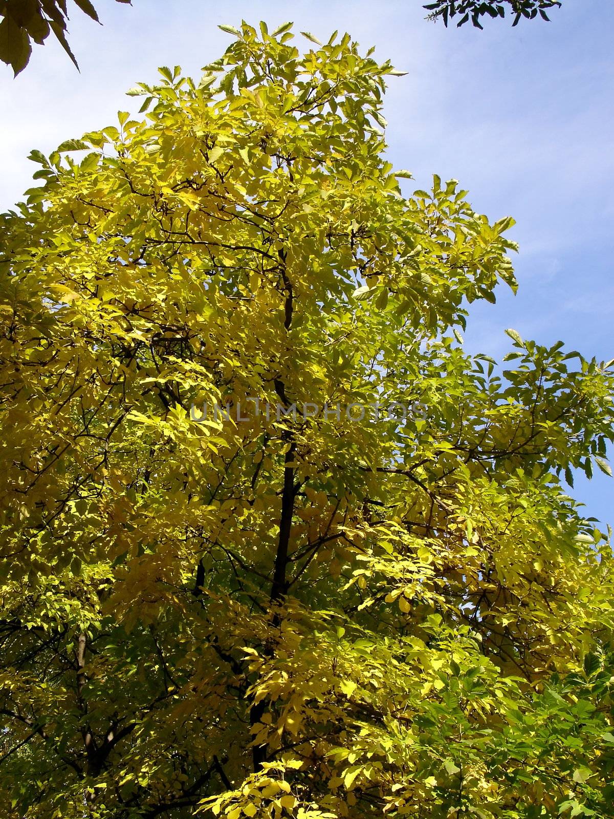 Golden yellow tree on a background of blue sky in autumn