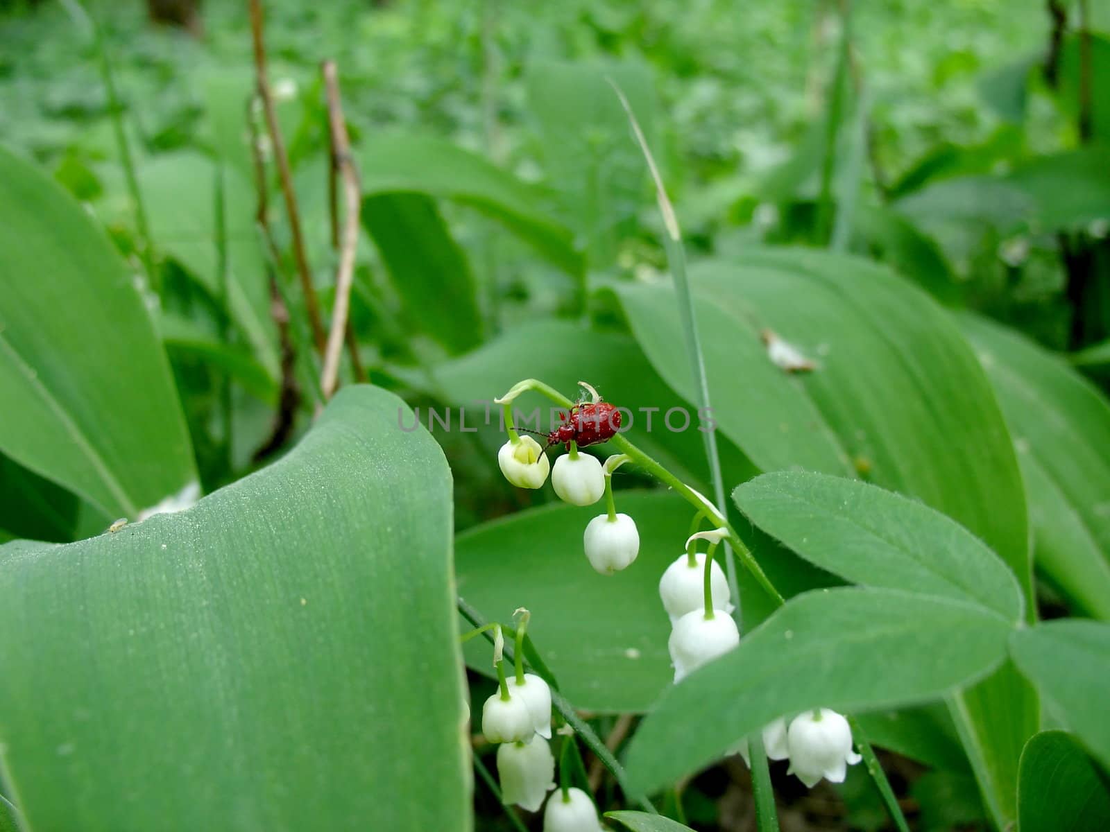 Lily of the valley flowers with bug on them