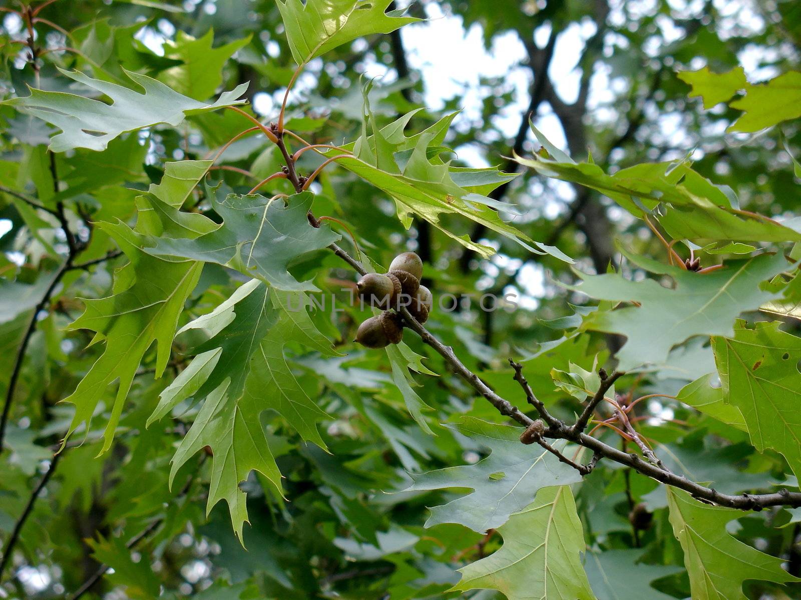 Acorns on a background of oak leaves