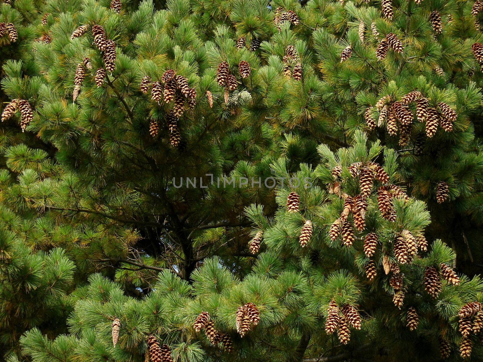 Background of pine tree needles with cones