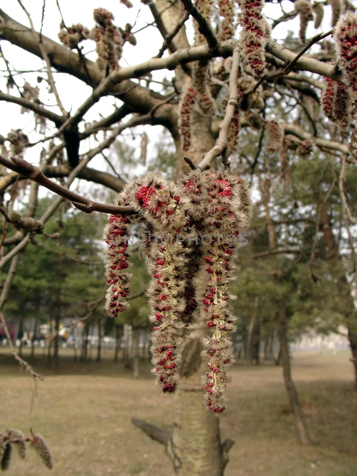 First poplar blossom, the early spring shot