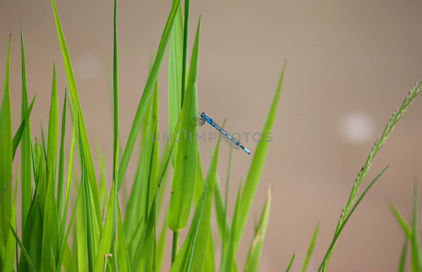 Dragonfly on grass