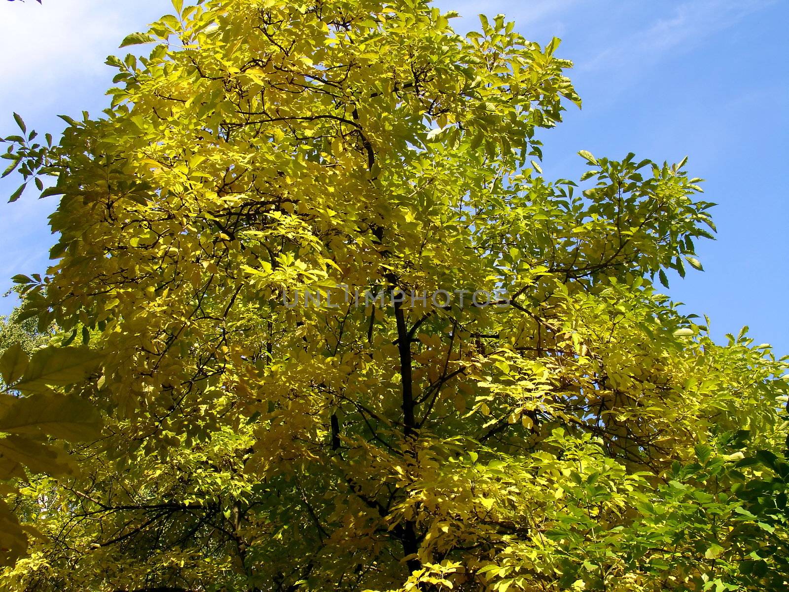 Yellow tree by tomatto