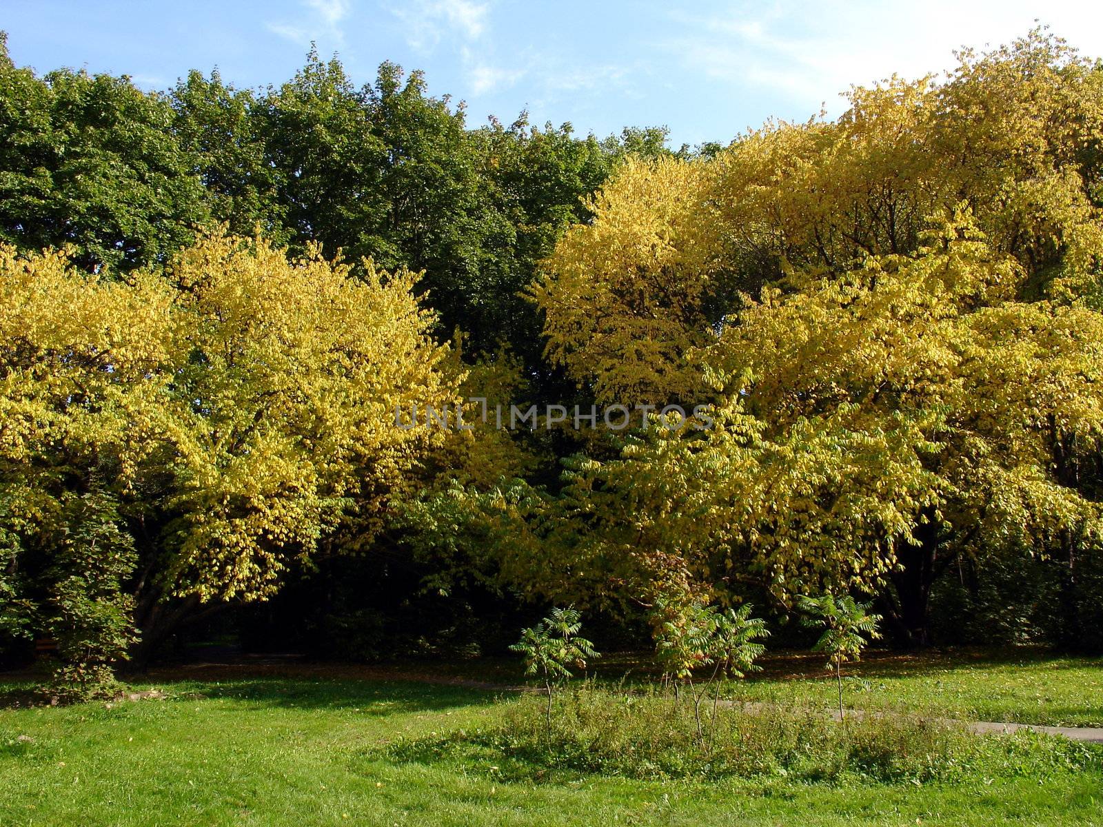 Golden autumn landscape with yellow trees